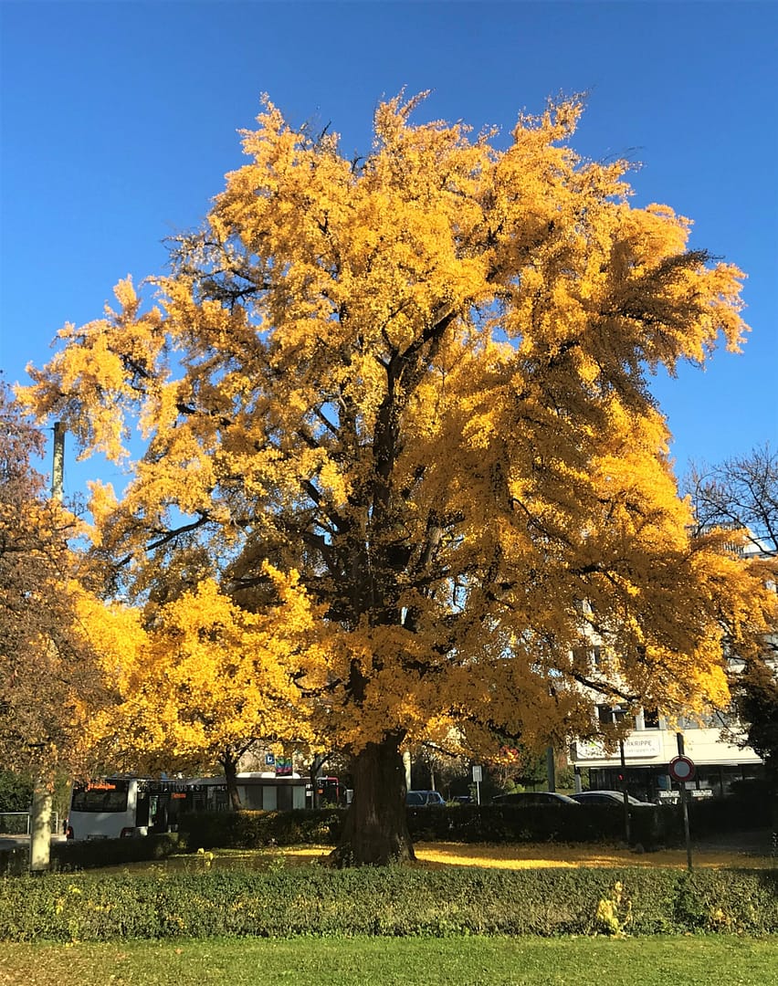 Ginkgo vorm Haus Ginkgo vorm Haus